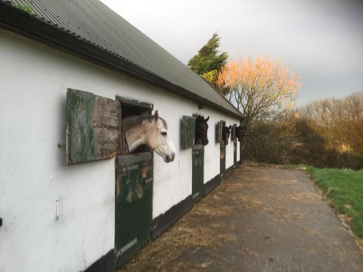 Dromelihy House Stud Pensionat Doonbeg Exteriör bild