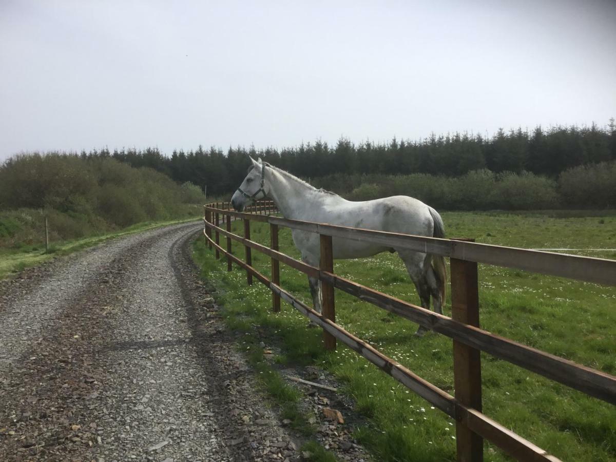 Dromelihy House Stud Pensionat Doonbeg Exteriör bild